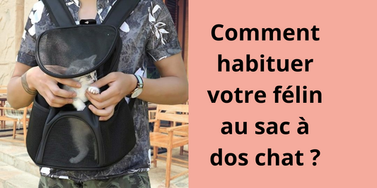 Comment habituer votre félin au sac a dos chat ?