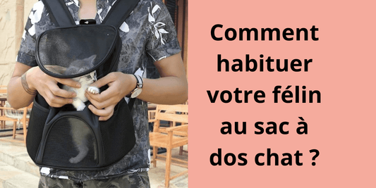Comment habituer votre félin au sac a dos chat ? - Leschamour