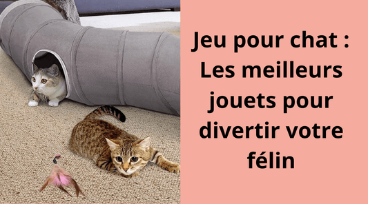 Jeu pour chat : Les meilleurs jouets pour divertir votre félin - Leschamour