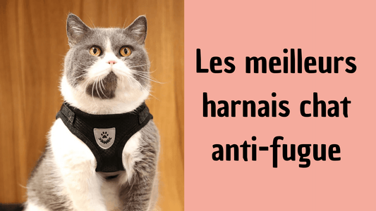 Les meilleurs harnais chat anti-fugue - Leschamour