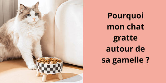 Pourquoi mon chat gratte autour de sa gamelle ? - Leschamour