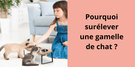 Pourquoi surélever une gamelle de chat ? - Leschamour