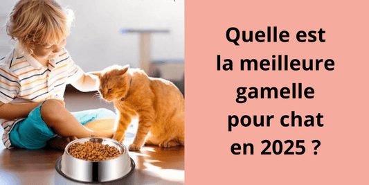 Quelle est la meilleure gamelle pour chat en 2025 ? - Leschamour
