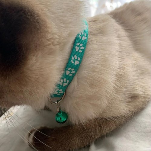 collier chat avec clochette vert