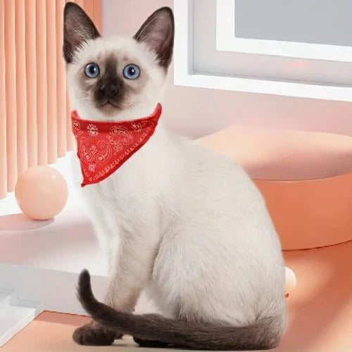 Collier-chat-confortable