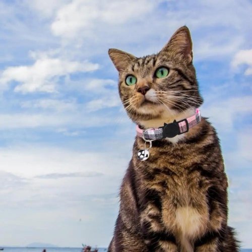 COLLIER CHAT | LOVERCATâą - Leschamour
