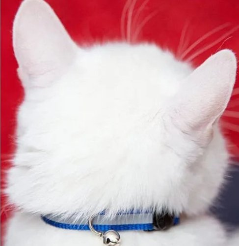 COLLIER CHAT RĂFLĂCHISSANT | CATBELLâą - Leschamour