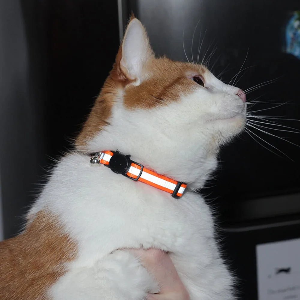 collier chat réfléchissant orange