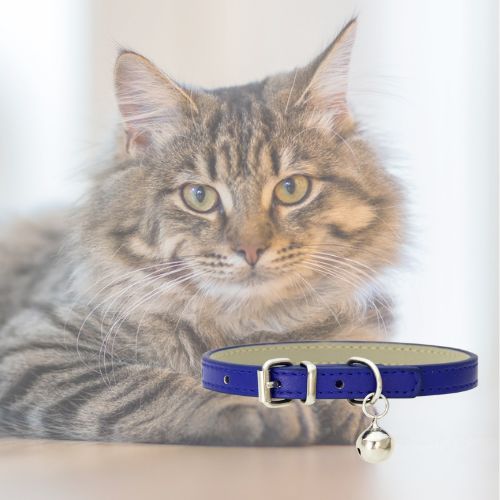 collier-pour-chat-bleu
