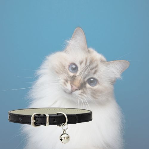 collier-pour-chat-noir