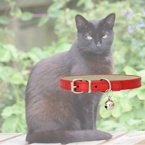 collier-pour-chat-rouge