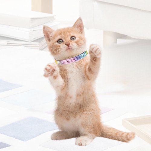 COLLIER POUR CHATONS | COLORCAT™ - Leschamour
