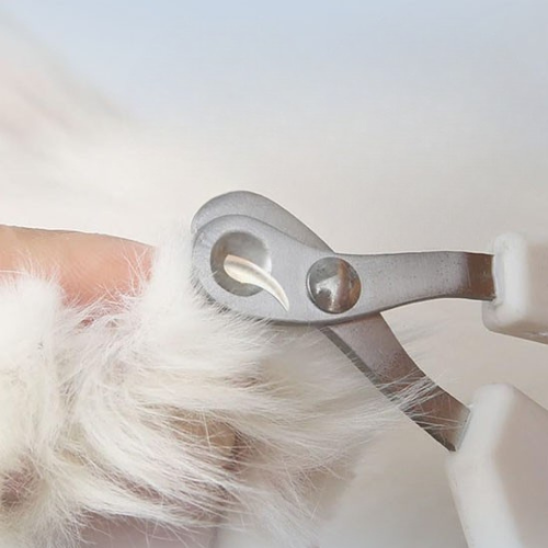 coupe-griffe-pour-chat
