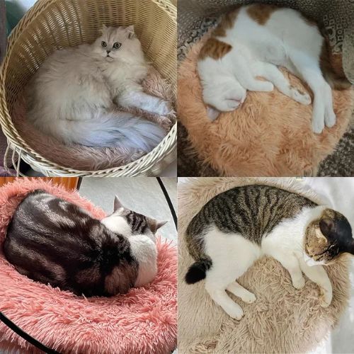 Coussin-pour-chat-chaleur