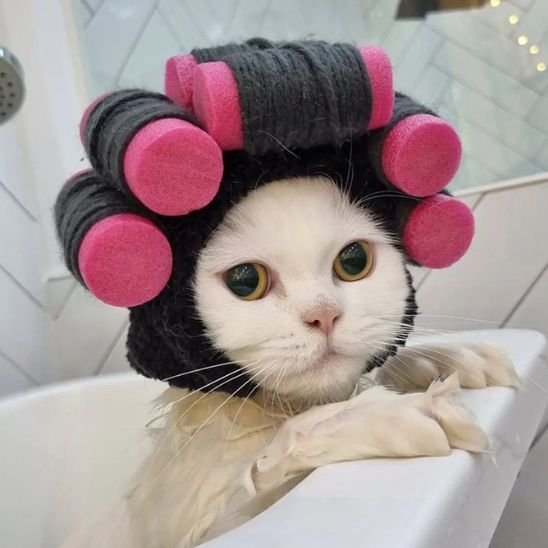 Déguisement-pour-chat-bigoudis-bain