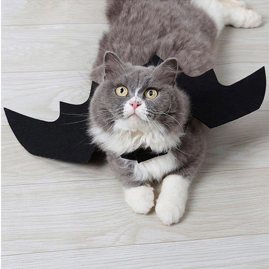 Déguisement-pour-chat-halloween-chauve souris-confortable
