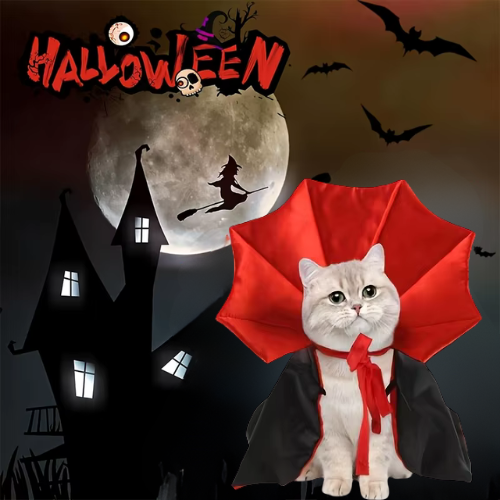Déguisement-pour-chat-Halloween-sorciÚre