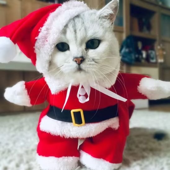Déguisement-pour-chat-Noël