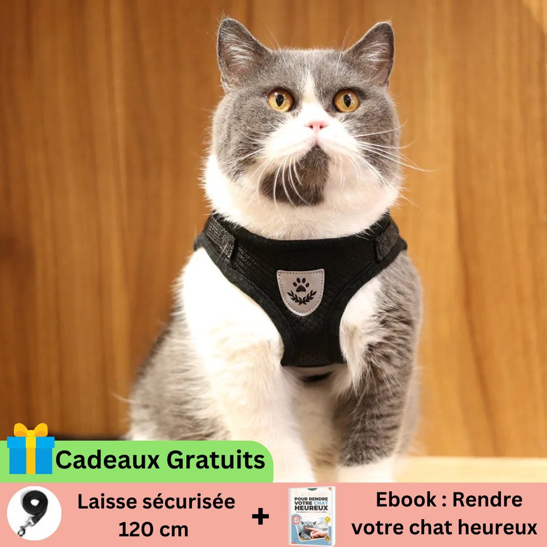 FLASHCAT™ | HARNAIS CHAT RÉFLÉCHISSANT + LAISSE OFFERTE - Leschamour
