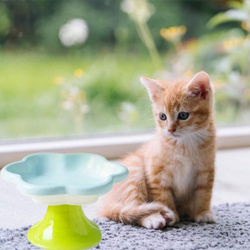 GAMELLE CĂRAMIQUE POUR CHAT | MOTIF FLORAL - Leschamour
