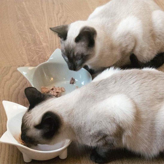 GAMELLE CHAT | ANTIDĂRAPANTE - Leschamour