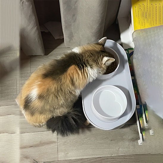 GAMELLES CHAT | EN PLASTIQUE SUR PIEDS - Leschamour
