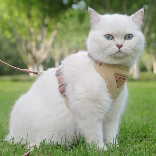 HARNAIS CHAT ANTI - FUGUE | RĂGLABLE + LAISSE OFFERTE - Leschamour