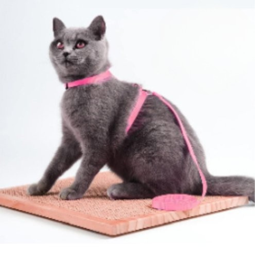 harnais-chat-catlover-rose