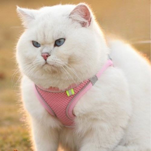 harnais-chat-chaventure-confortable.