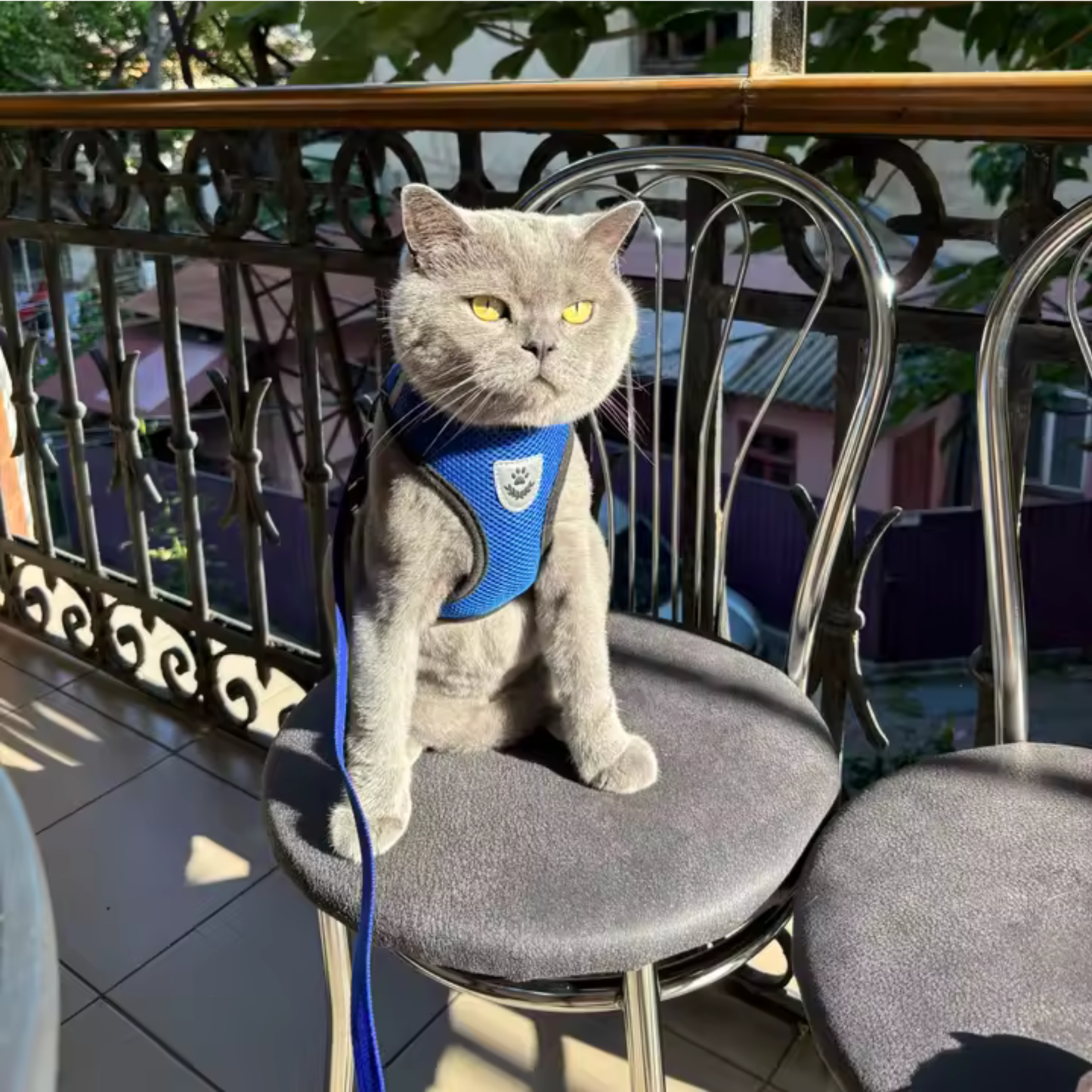 harnais chaton anti evasion bleu