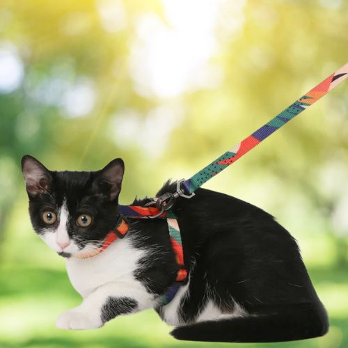HARNAIS POUR CHAT | ANTI - ĂVASION + LAISSE OFFERTE - Leschamour