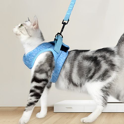 harnais-pour-chat-bleu