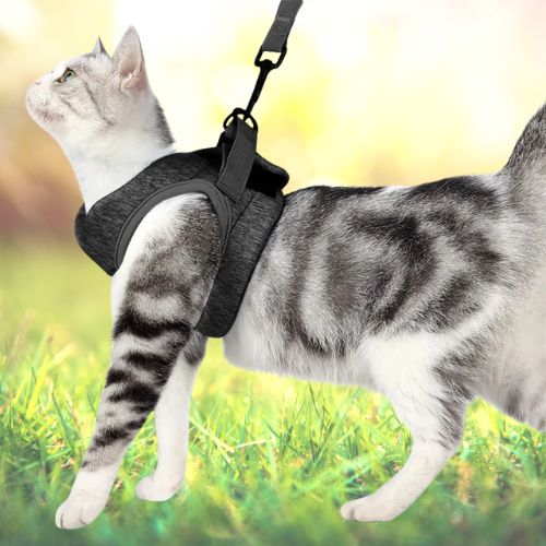 harnais-pour-chat-gris