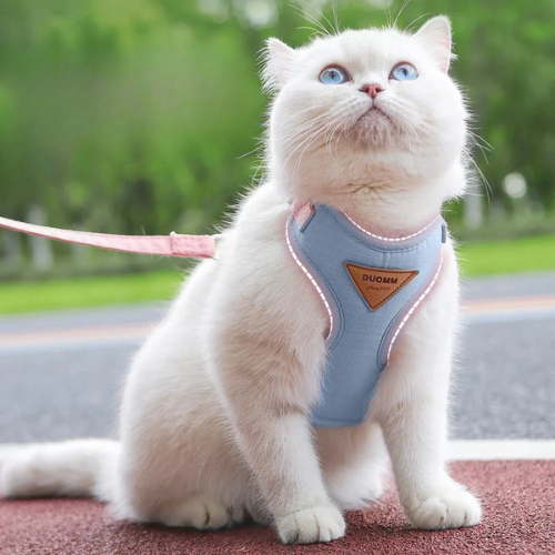 harnais-pour-maine-coon-gilet-bleu