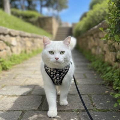 Harnais securite chat gilet fleuri anti-fugue