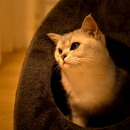 niche_pour_chaton_igloo_coussin_amovible