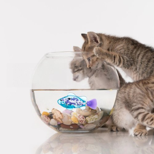 POISSON QUI BOUGE POUR CHAT | FISHCATâą - Leschamour