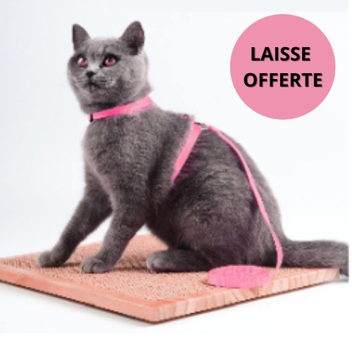 HARNAIS CHAT-CATLOVERâą - Leschamour