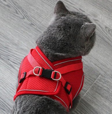harnais-chat-réfléchissant-flashcat-rouge