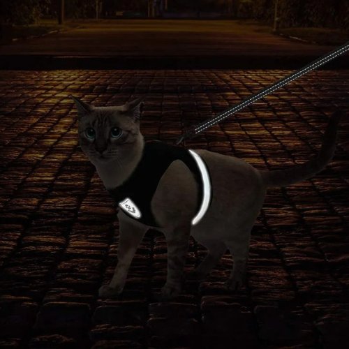harnais-chat-réfléchissant-flashcat-nuit