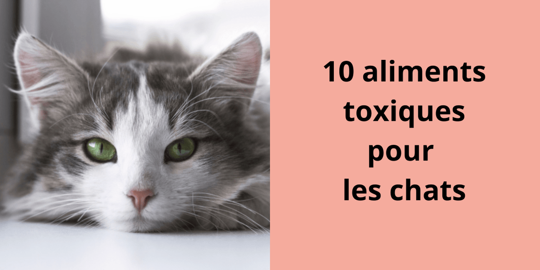 10 aliments toxiques pour les chats - Leschamour