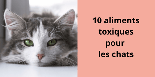 10 aliments toxiques pour les chats - Leschamour