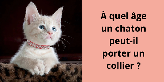 À quel âge un chaton peut-il porter un collier ?