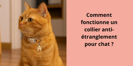 Comment fonctionne un collier anti-étranglement pour chat ?