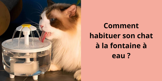 Comment habituer son chat à la fontaine à eau ?