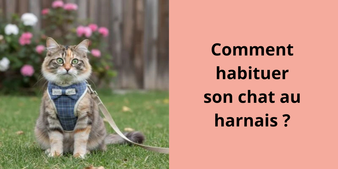 Comment habituer son chat au harnais ?