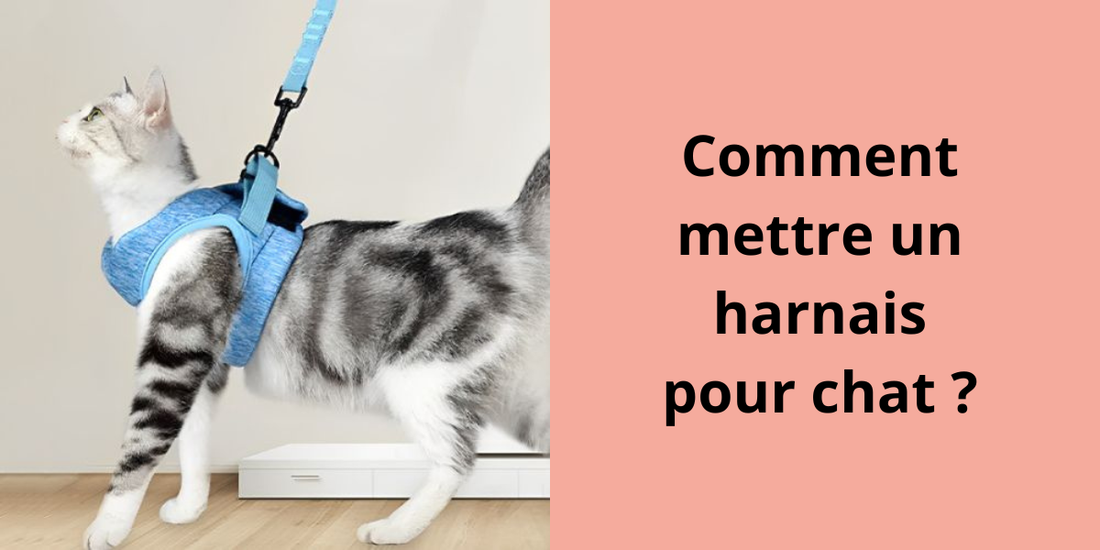 Comment mettre un harnais pour chat