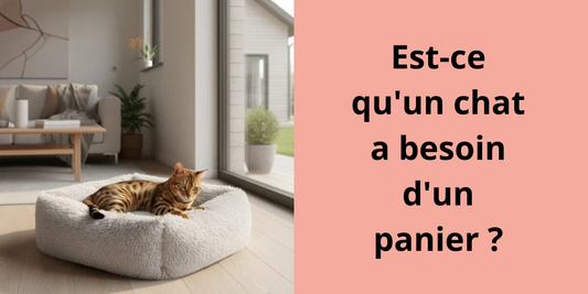 Est-ce qu'un chat a besoin d'un panier ?