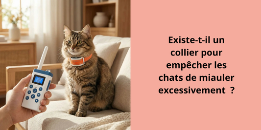 Existe-t-il un collier pour empêcher les chats de miauler excessivement  ?