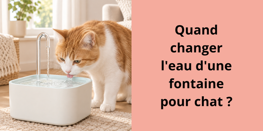 Fontaine à eau pour chat avec eau fraîche